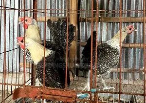 Egyptian Fayoumi Running Chicken for Sale