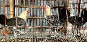 Egyptian Fayoumi Running Chicken for Sale