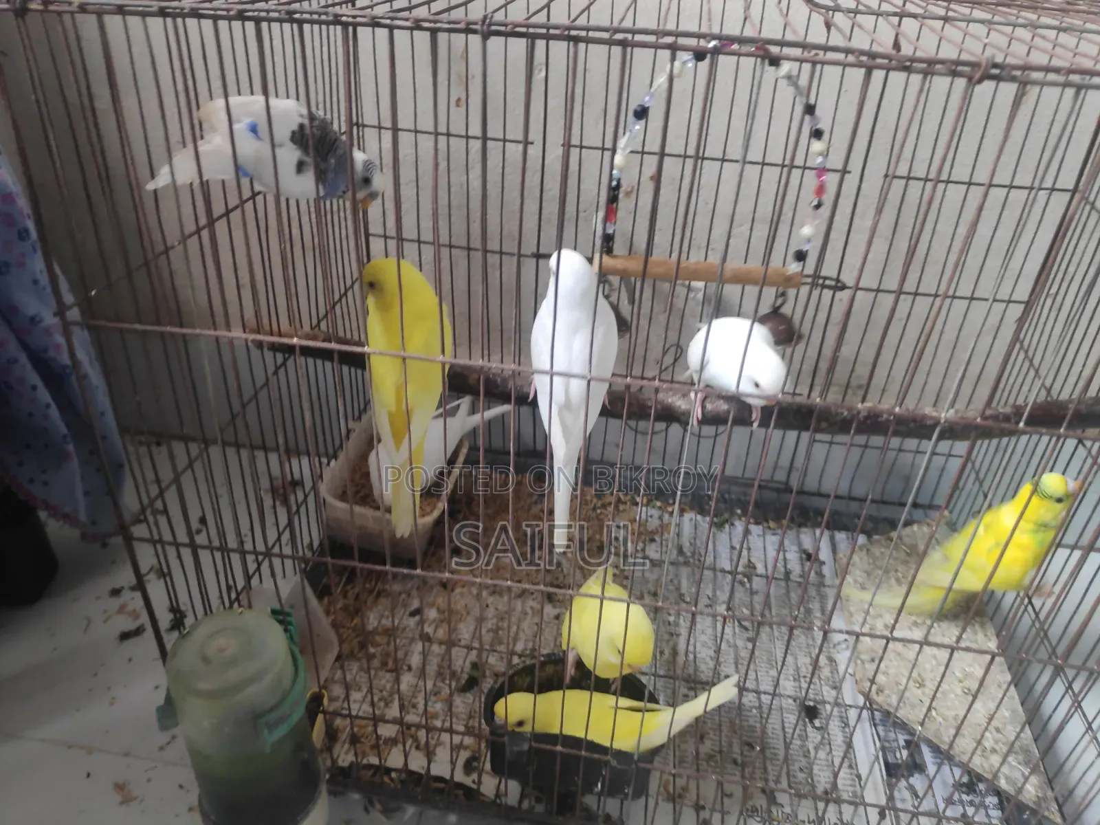 Budgerigar Bird