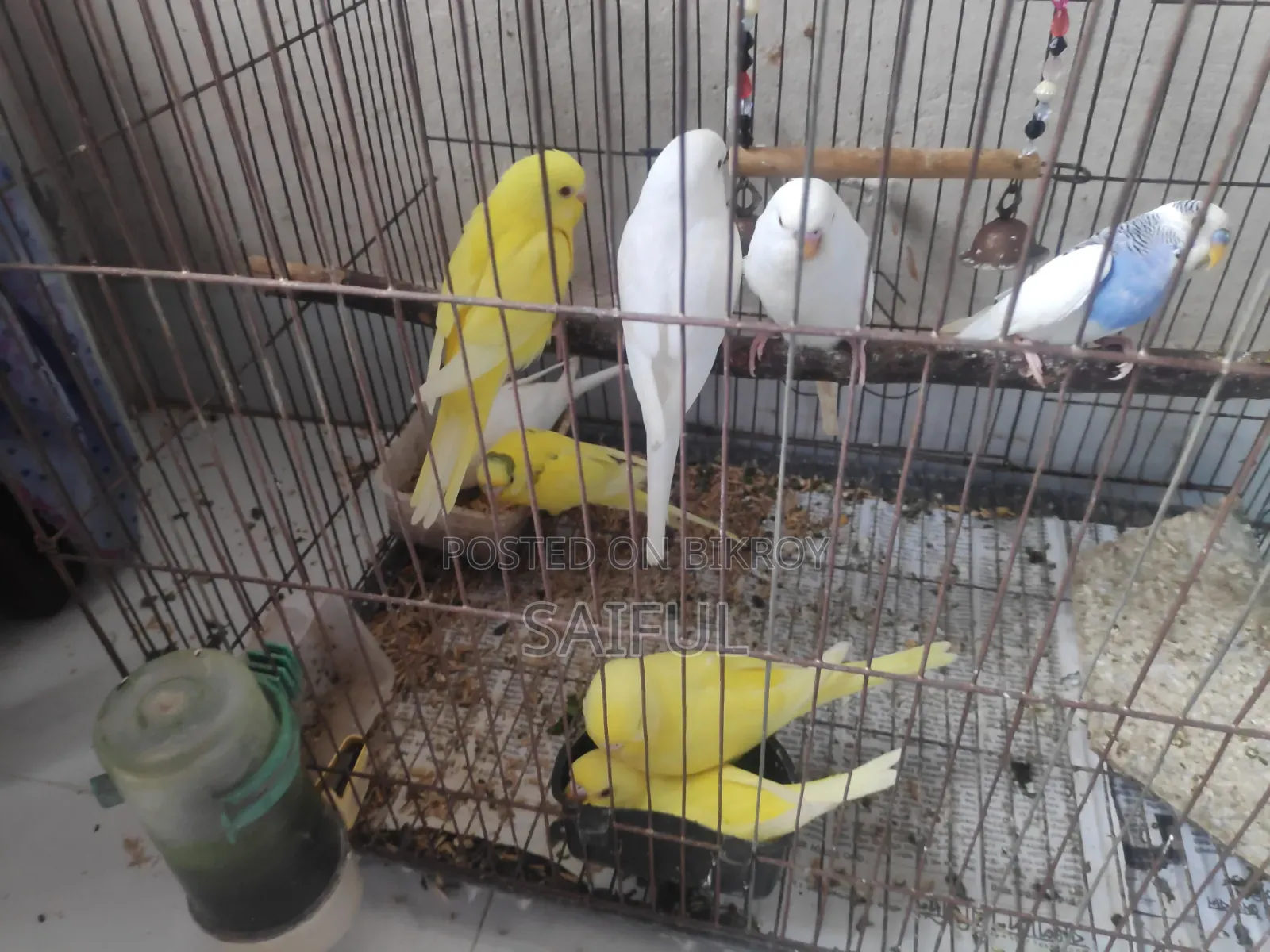 Budgerigar Bird