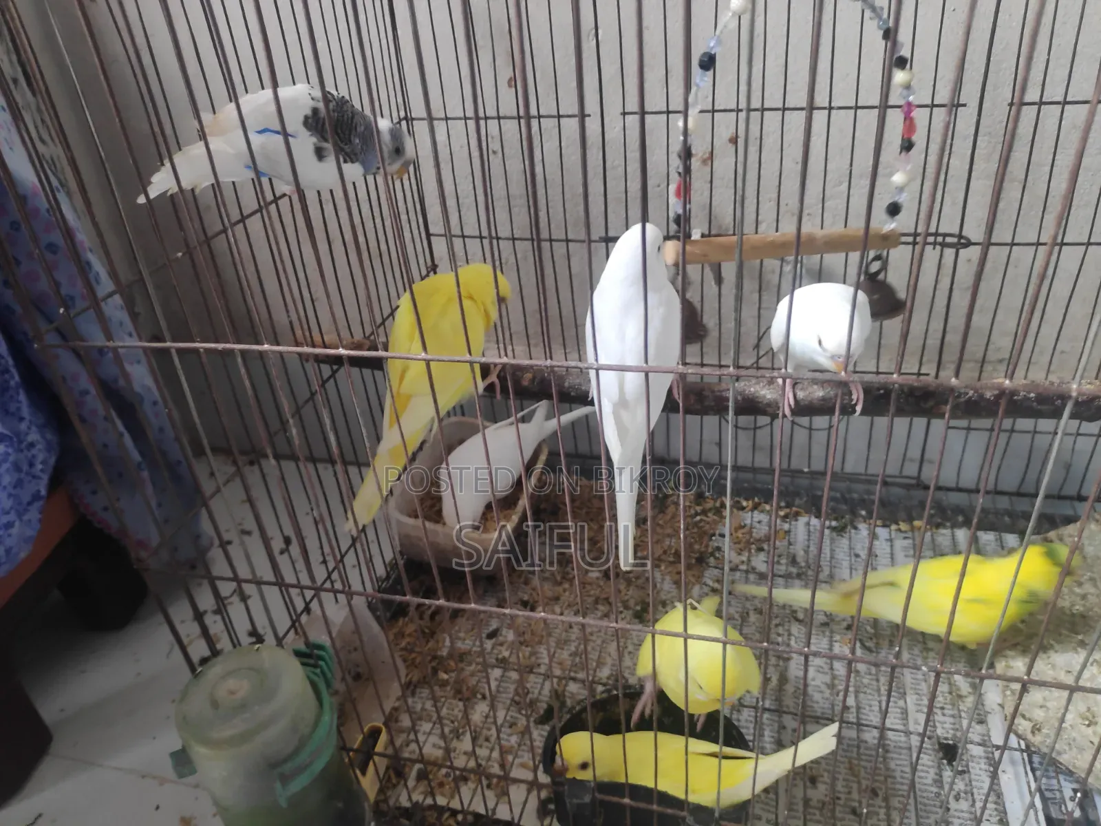 Budgerigar Bird