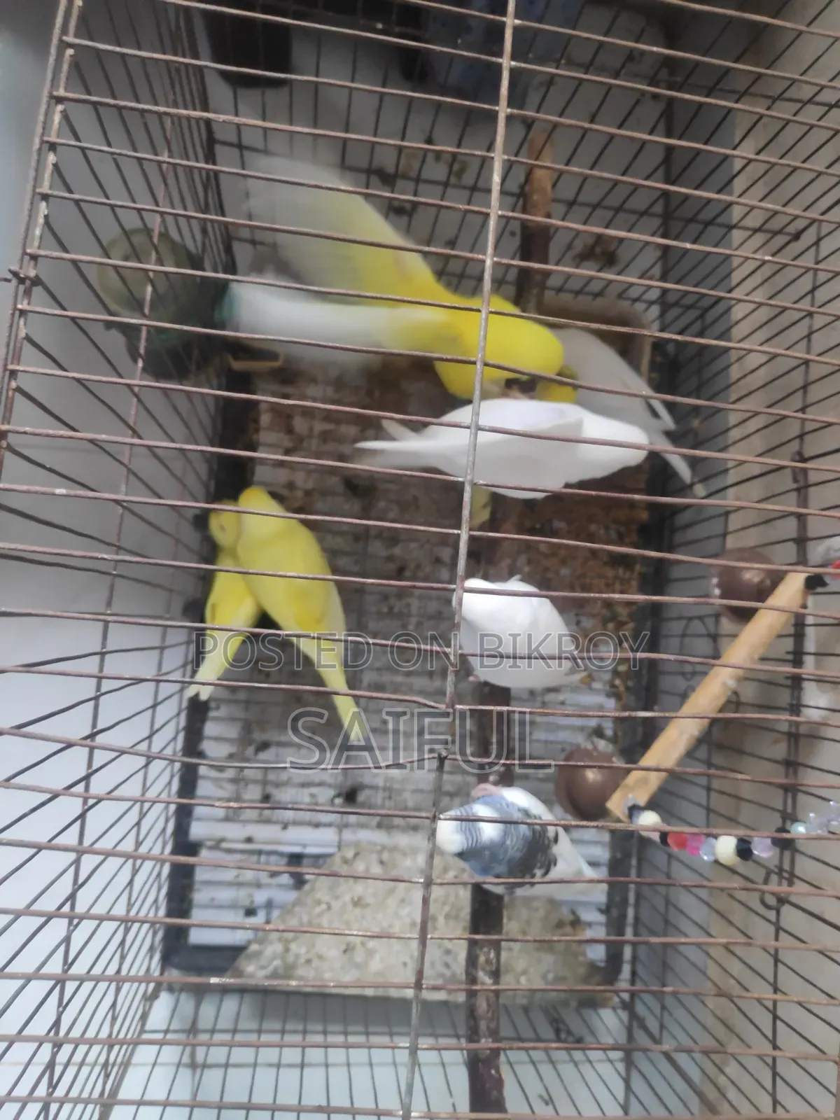 Budgerigar Bird