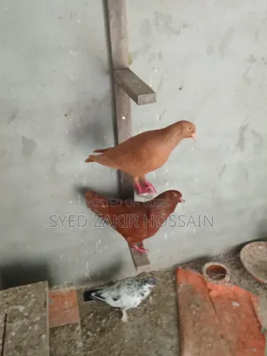 কবুতর রানিং জোড়া