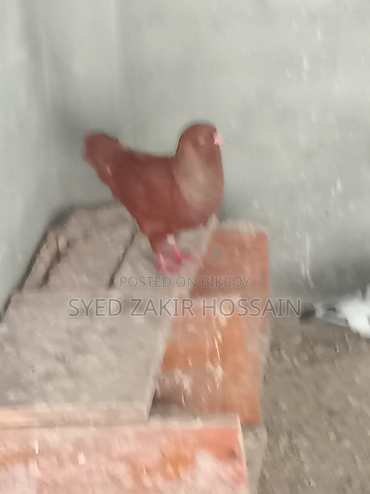 কবুতর রানিং জোড়া