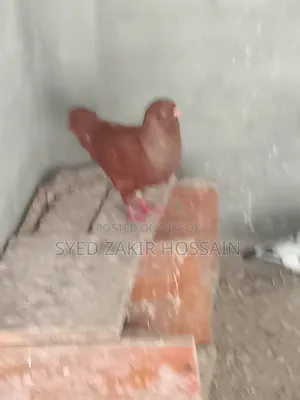 কবুতর রানিং জোড়া