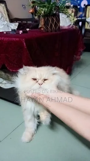 6-12 Months Male Purebred Persian