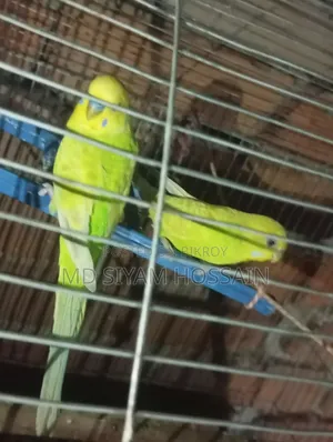 বাজরিকা পাখি