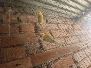 বাজরিকা পাখি