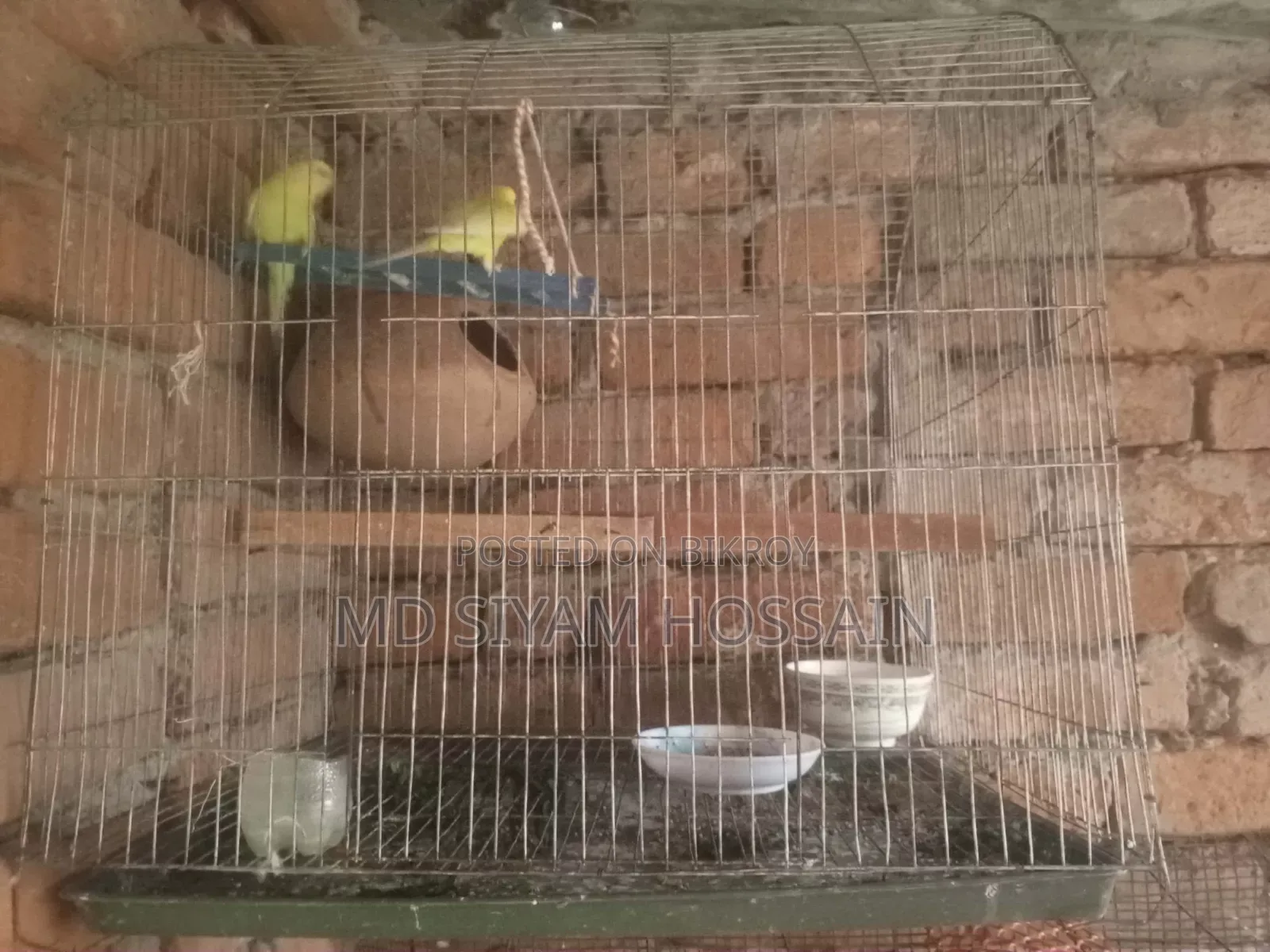 বাজরিকা পাখি