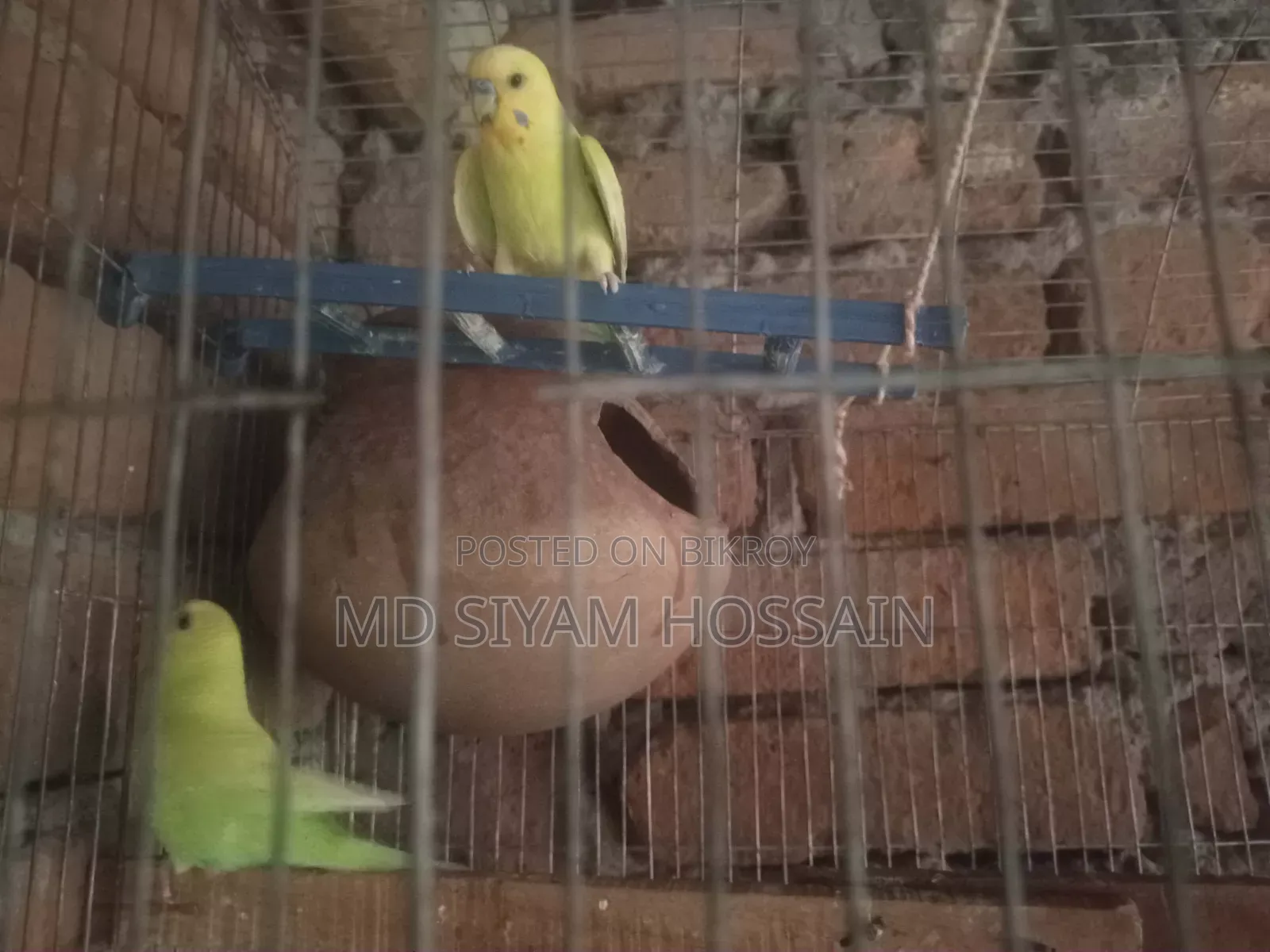 বাজরিকা পাখি