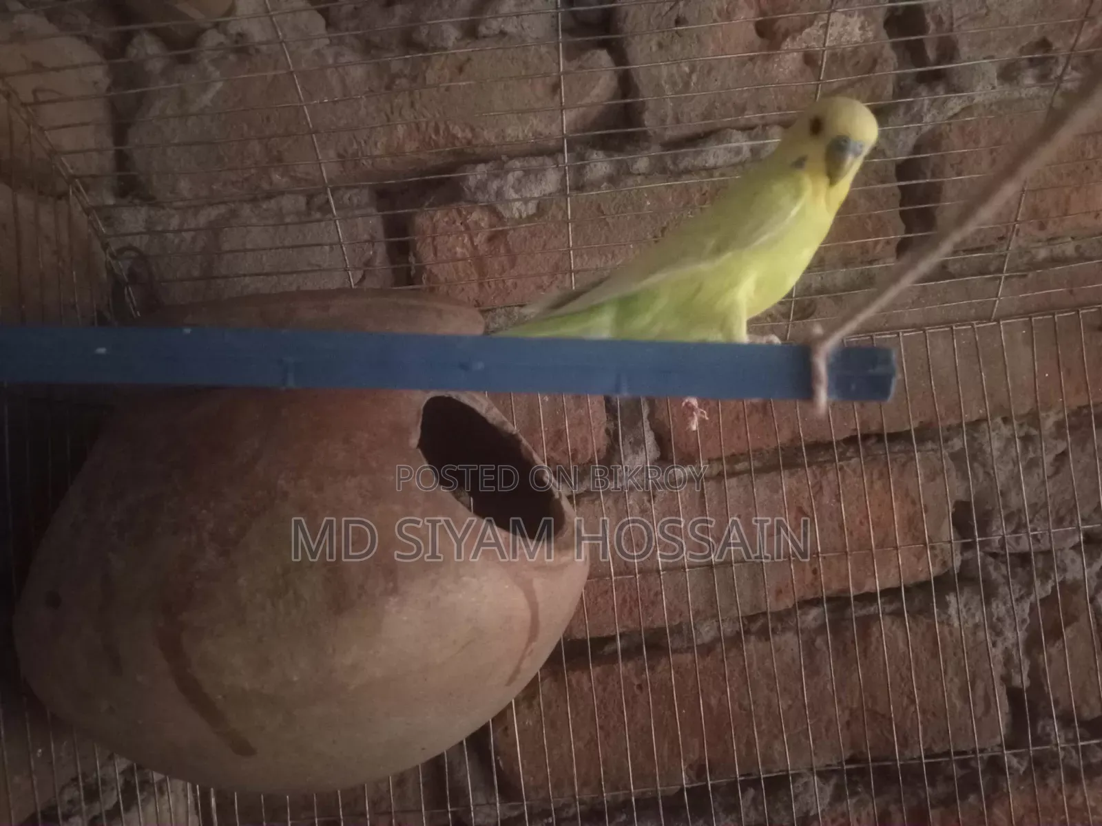 বাজরিকা পাখি