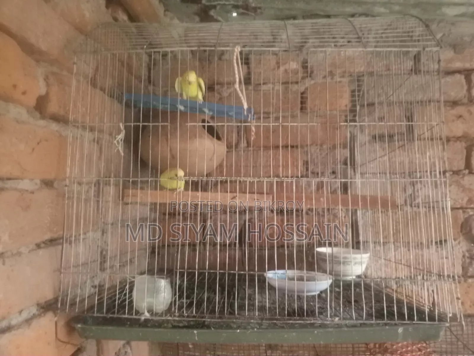 বাজরিকা পাখি