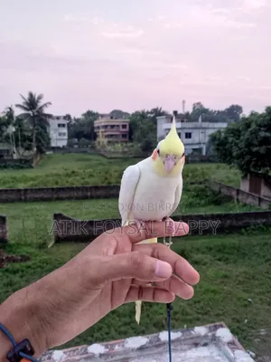 ফুল টেম লুটিনো ককাটেল
