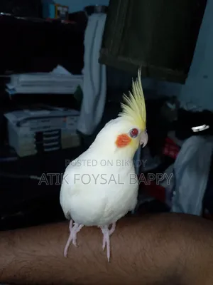 Full Tame Lutino Cockatiel