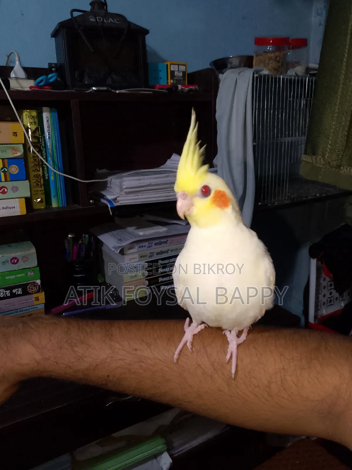 Full Tame Lutino Cockatiel