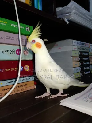 Full Tame Lutino Cockatiel