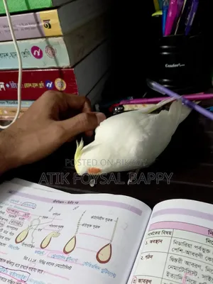 Full Tame Lutino Cockatiel
