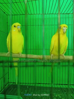 রানিং লুটিনো বাজিগার সেল বা এক্সচেঞ্জ