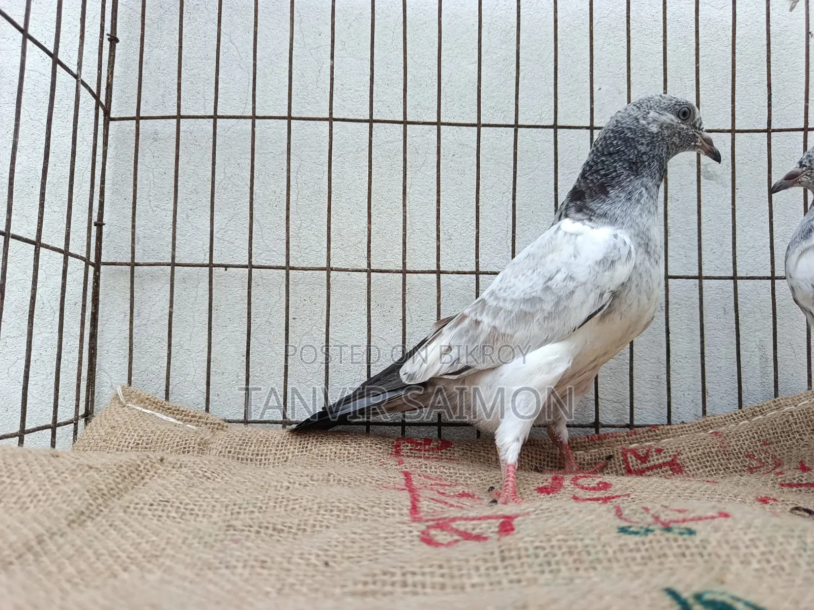 Pigeon Chicks