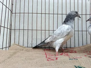 Pigeon Chicks