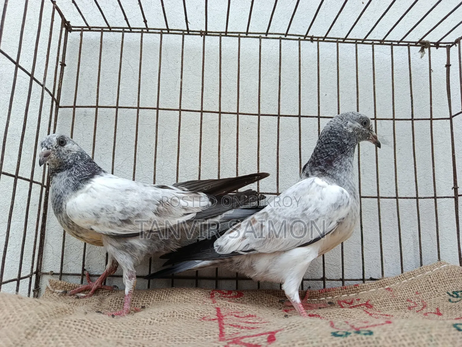Pigeon Chicks