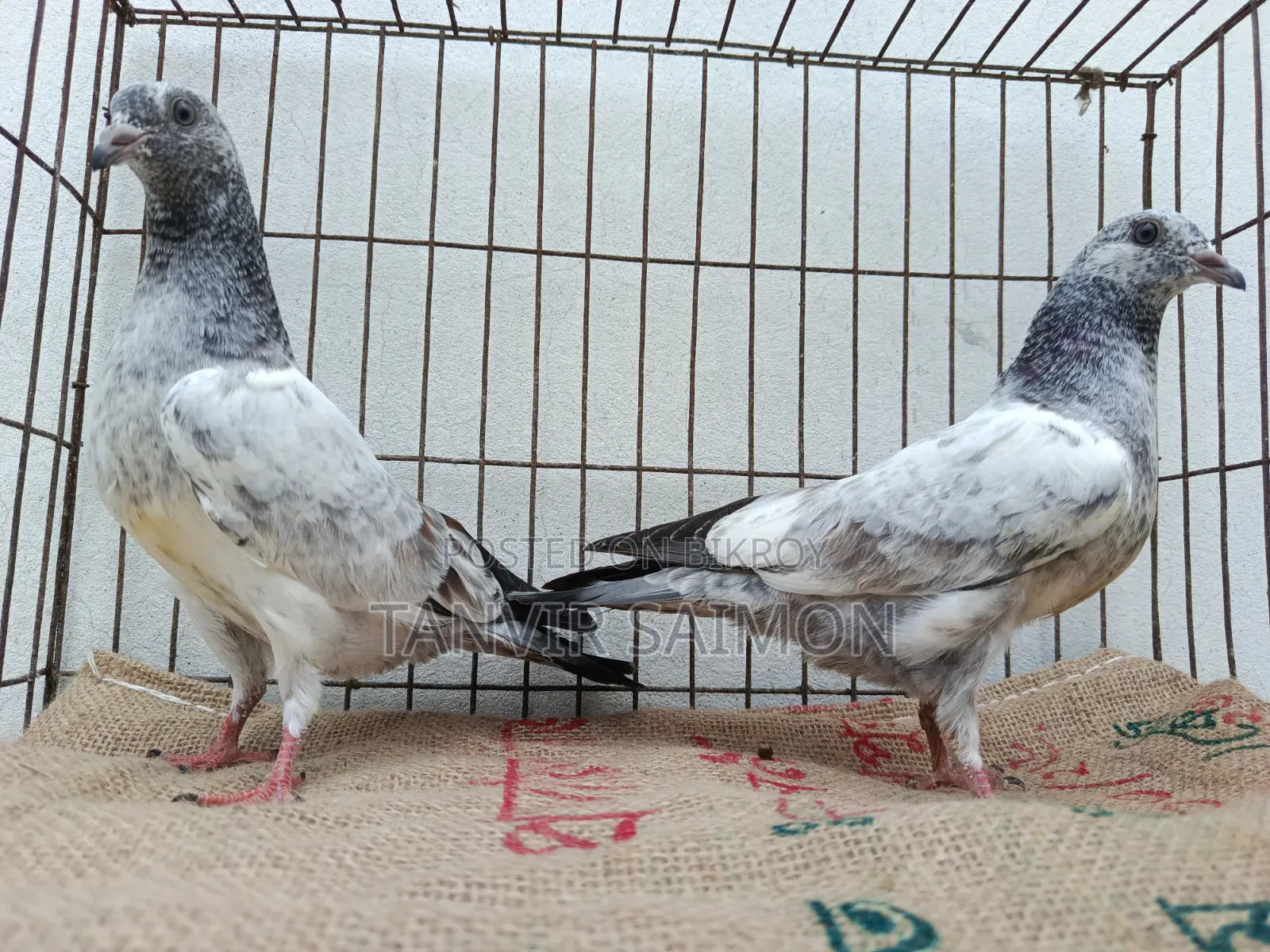 Pigeon Chicks