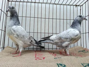 Pigeon Chicks