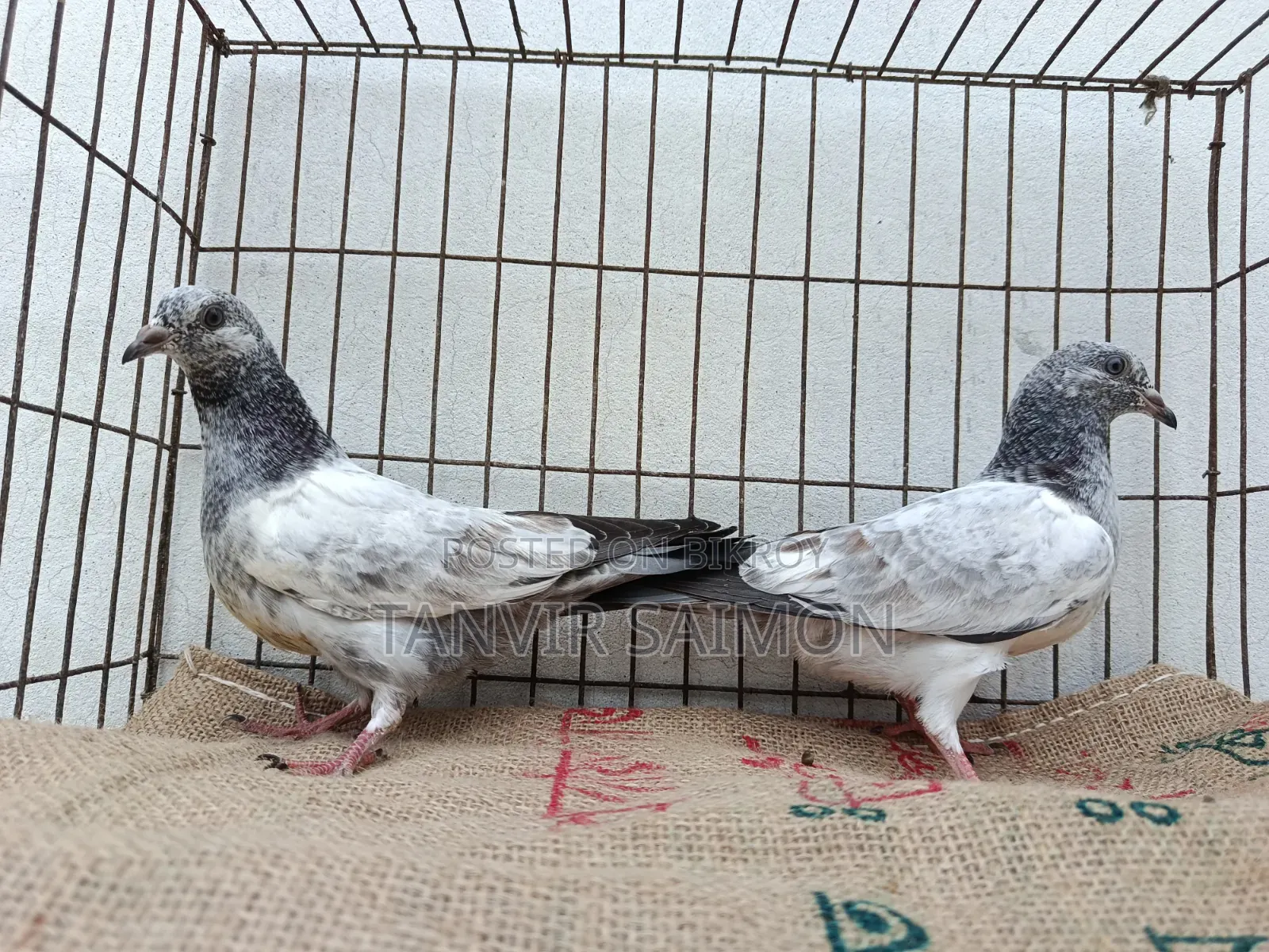 Pigeon Chicks