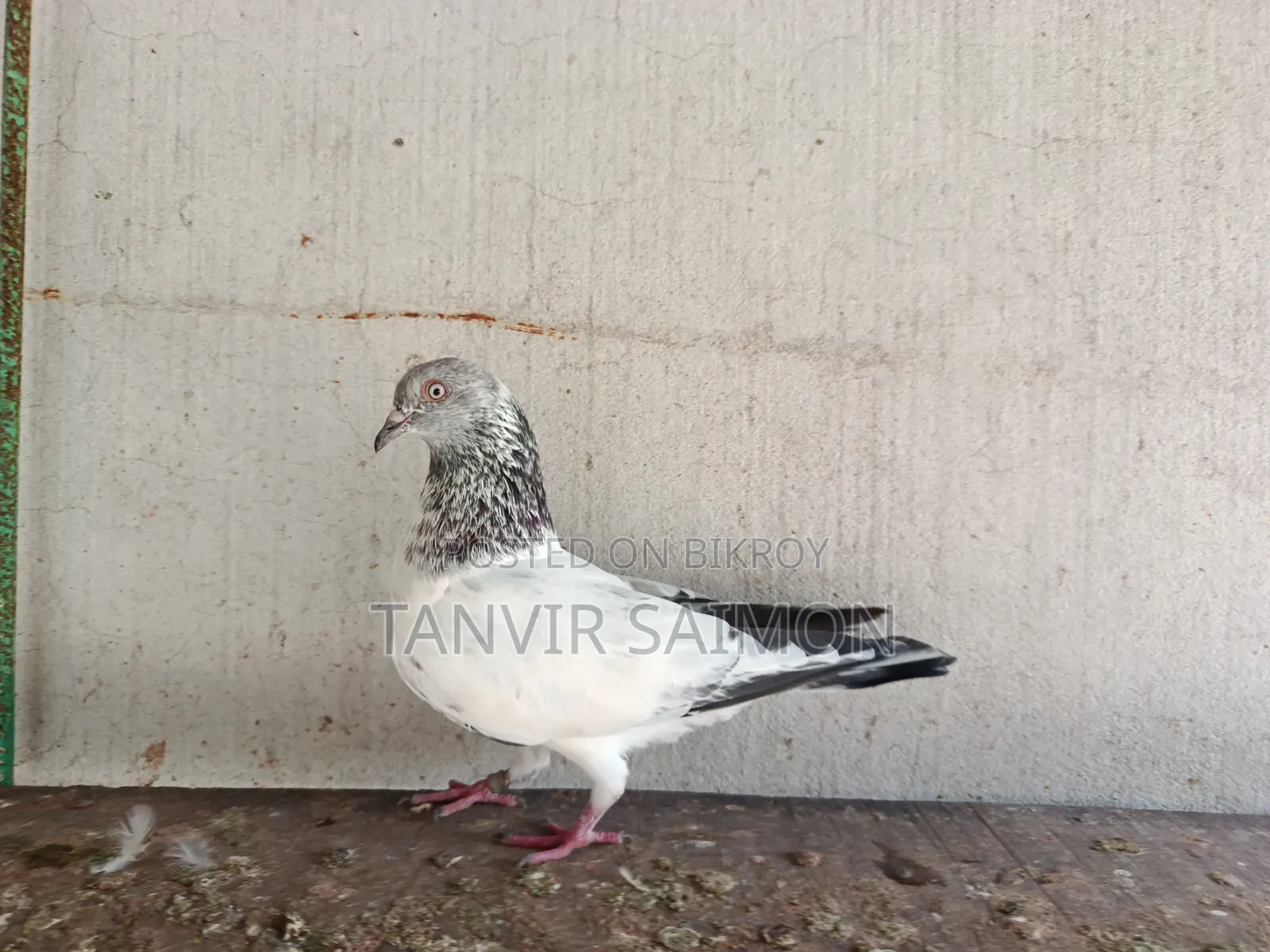 Pankhi Pigeon
