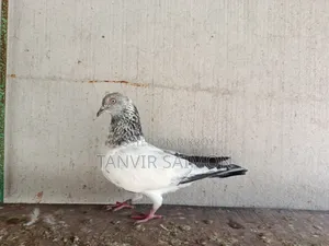 Pankhi Pigeon