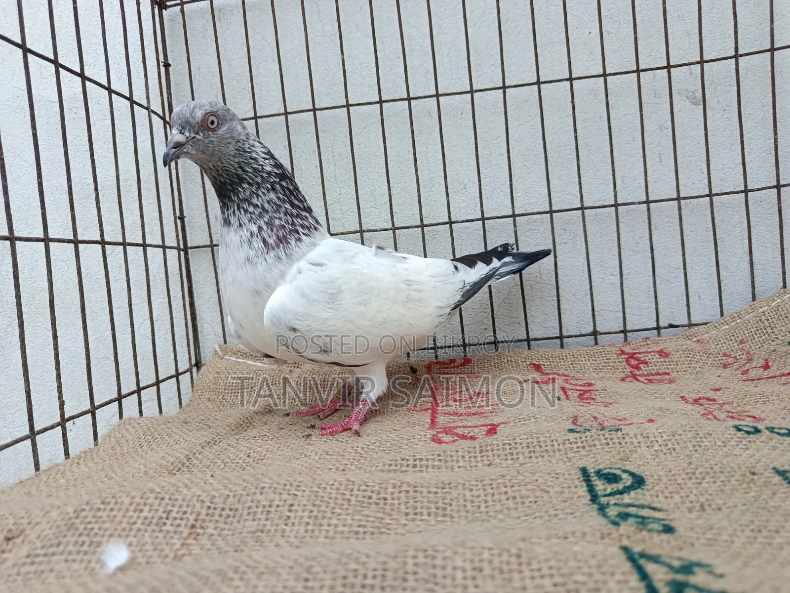 Pankhi Pigeon