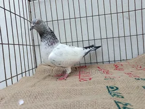 Pankhi Pigeon