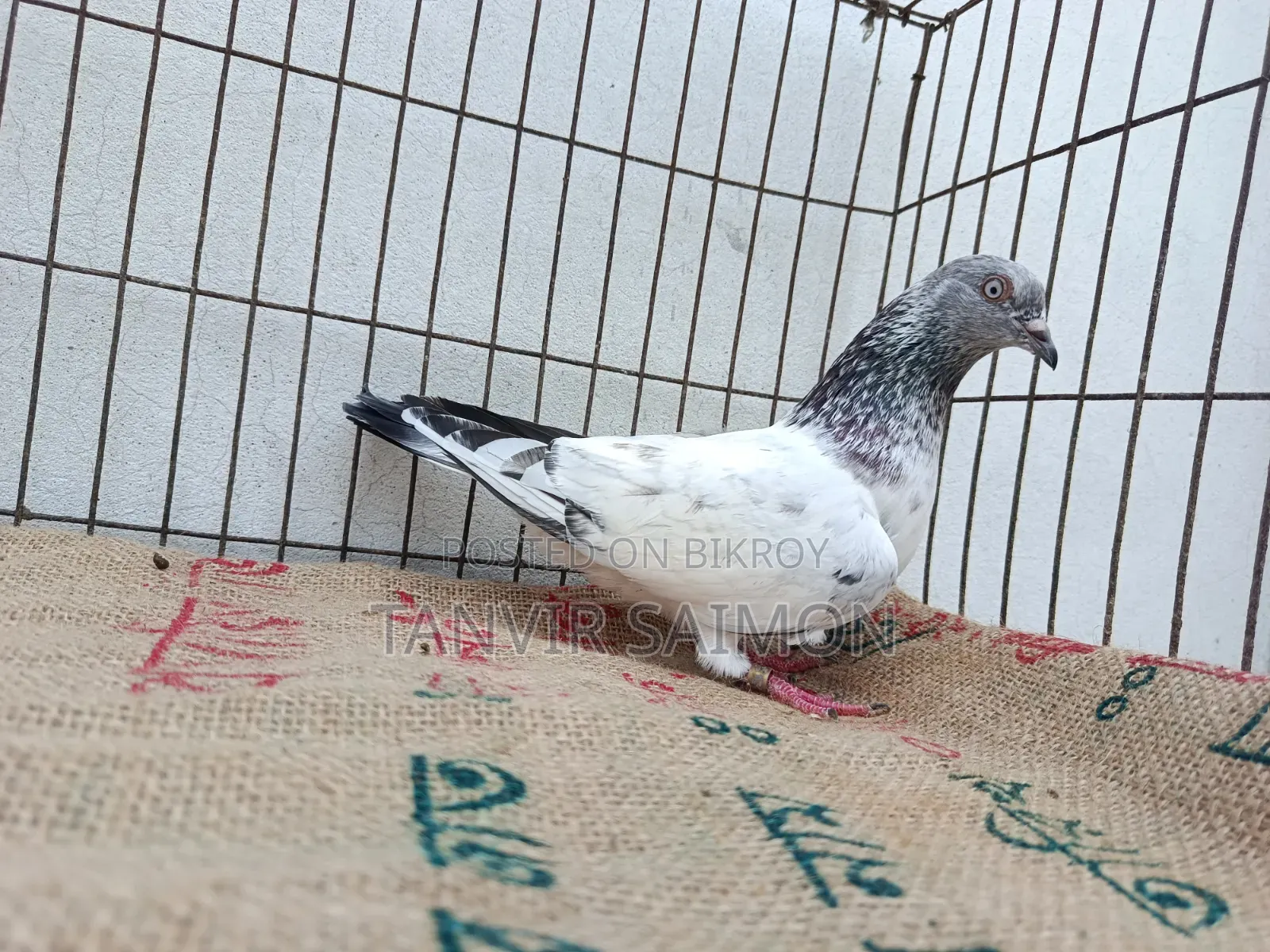 Pankhi Pigeon