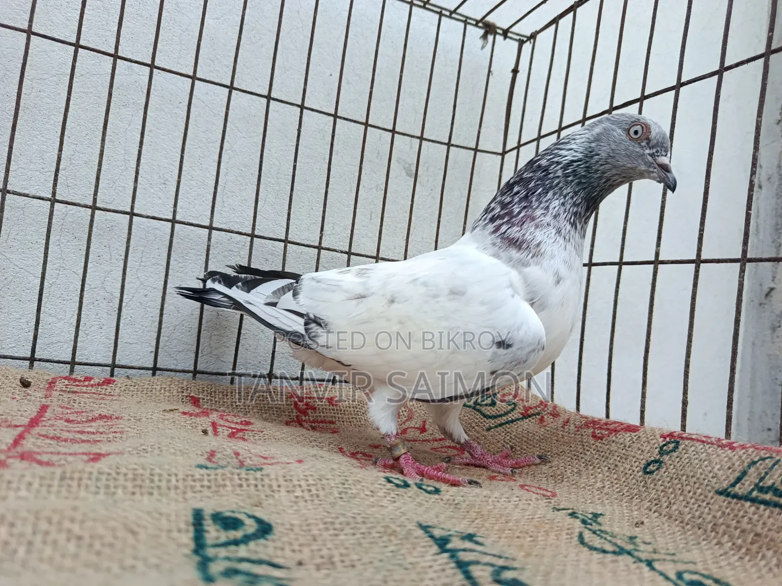 Pankhi Pigeon
