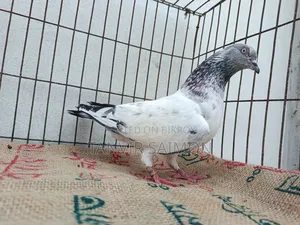 Pankhi Pigeon