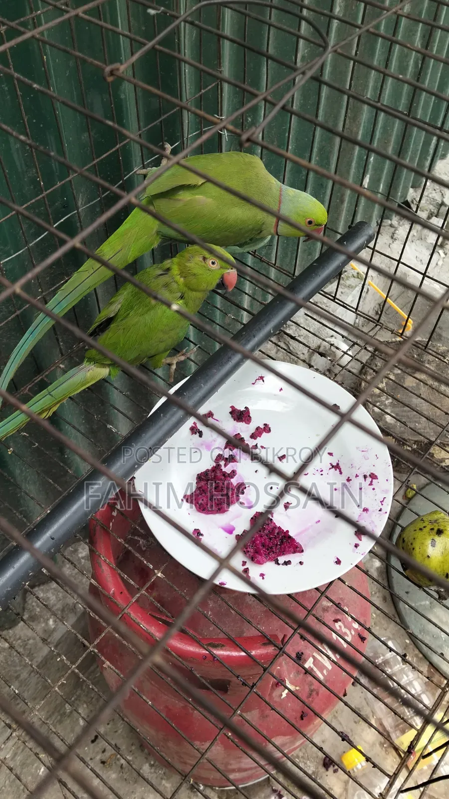 ২টি প্যারট (পুরুষ ও স্ত্রী)