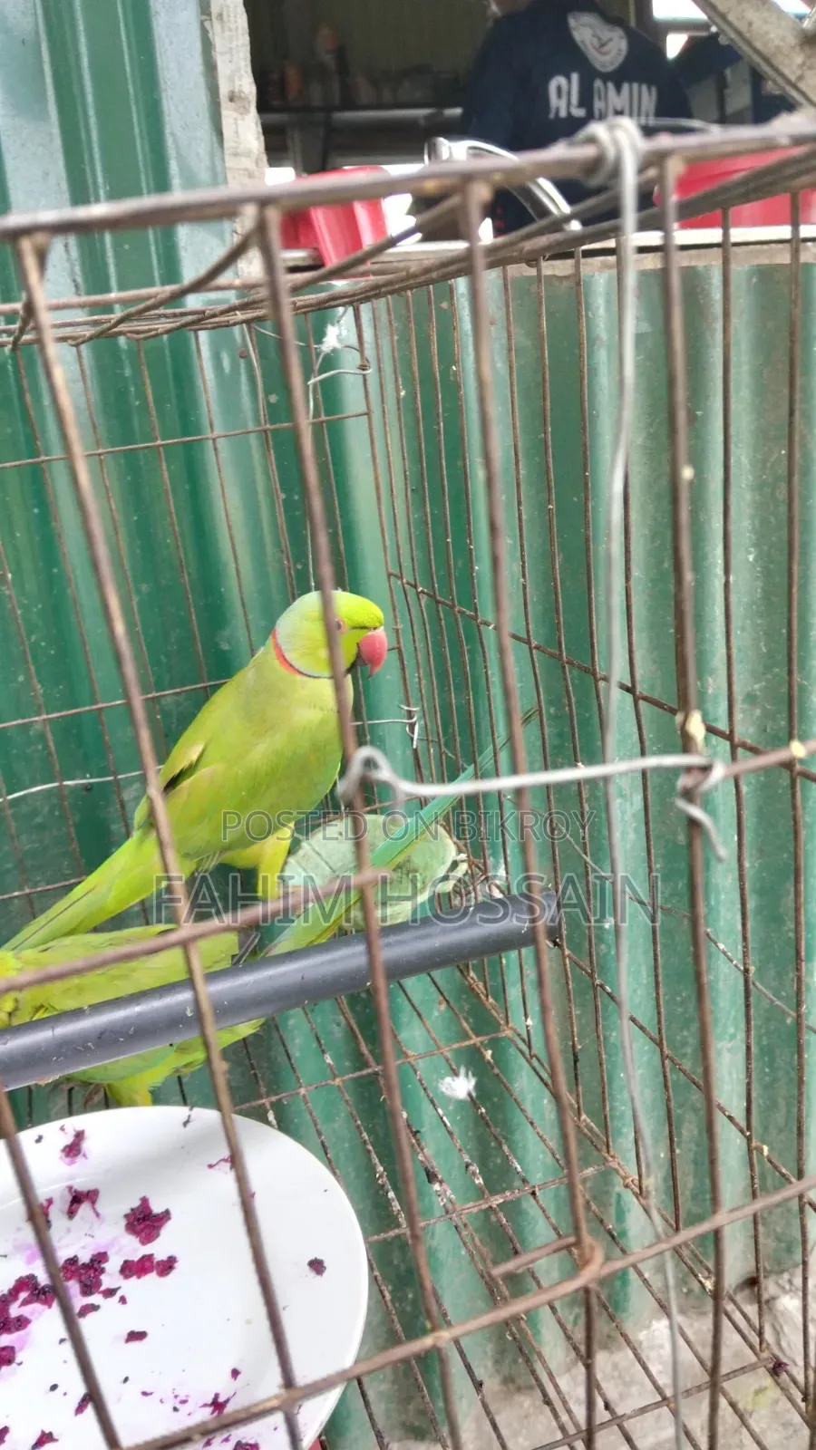 ২টি প্যারট (পুরুষ ও স্ত্রী)