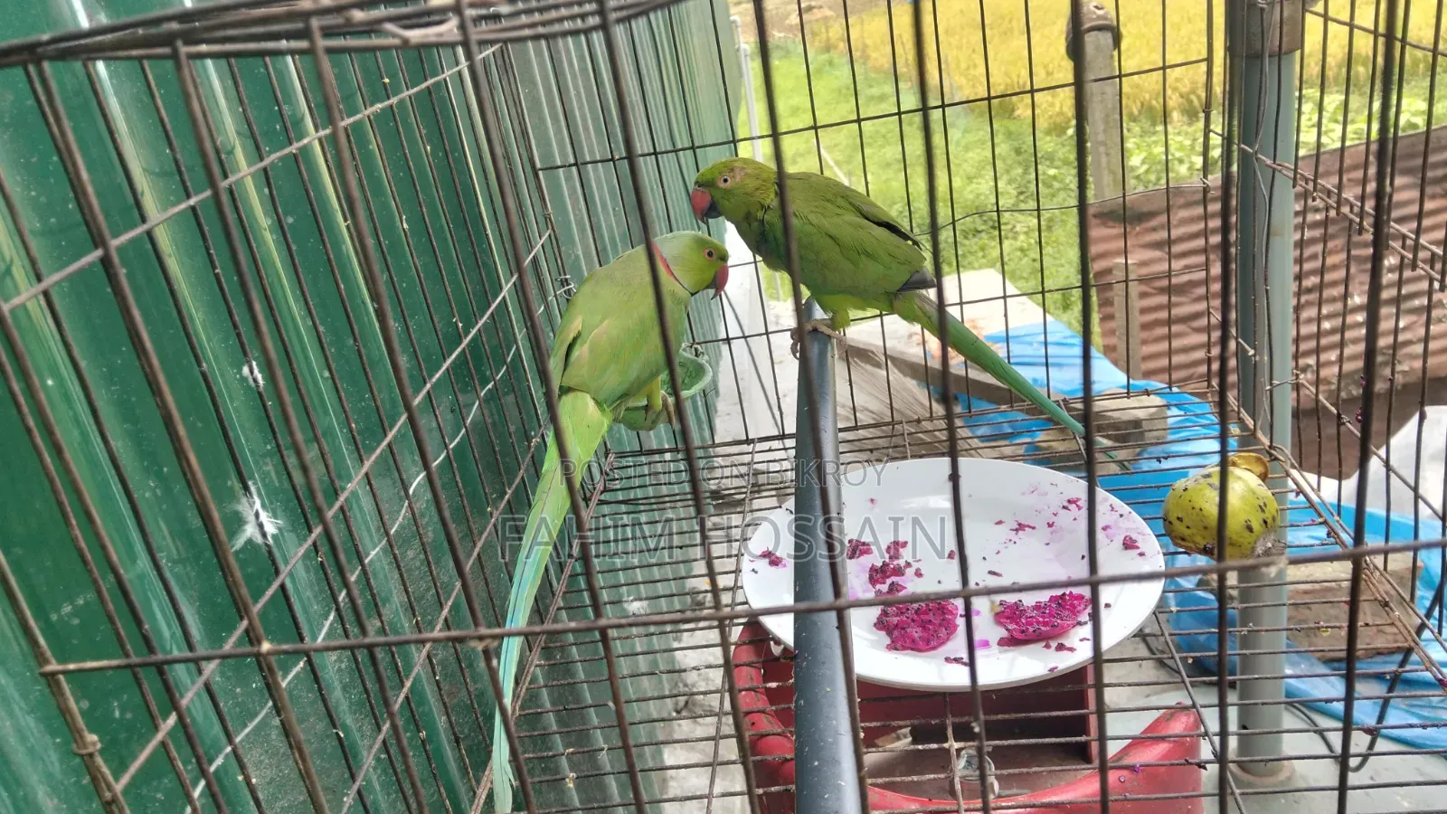 ২টি প্যারট (পুরুষ ও স্ত্রী)