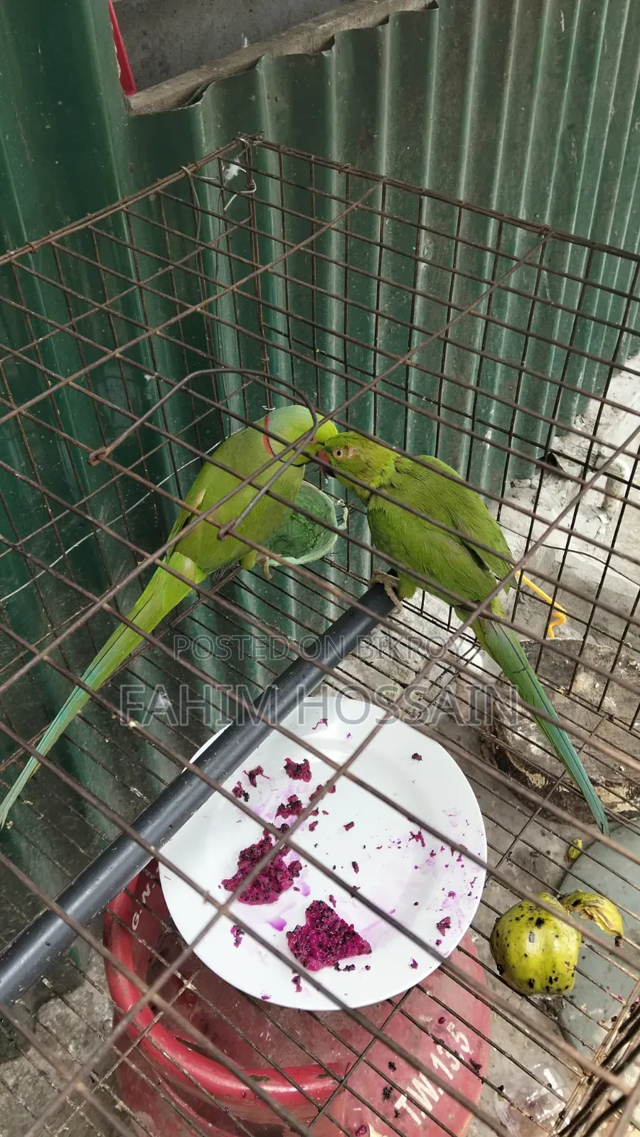 ২টি প্যারট (পুরুষ ও স্ত্রী)