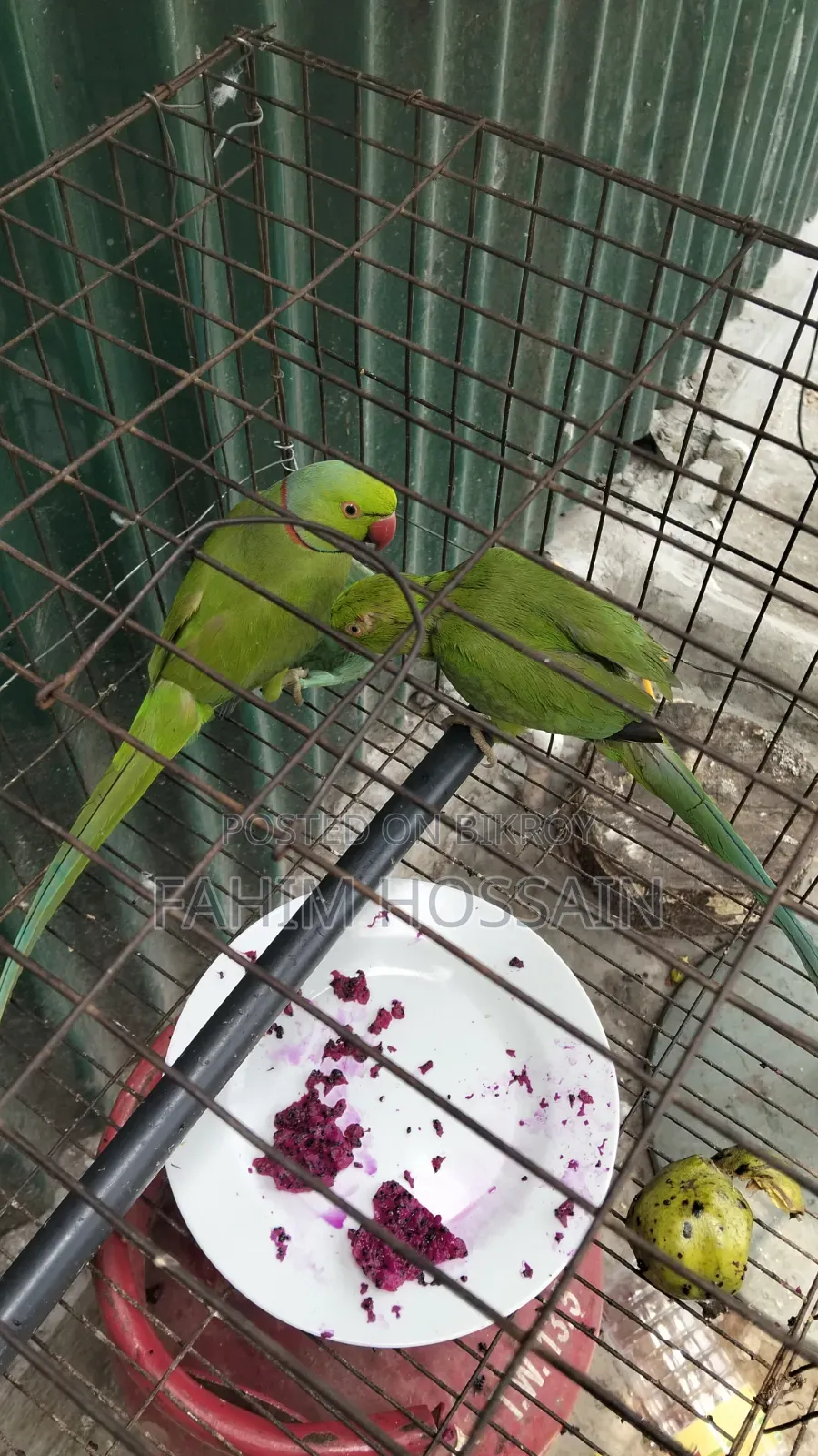 ২টি প্যারট (পুরুষ ও স্ত্রী)