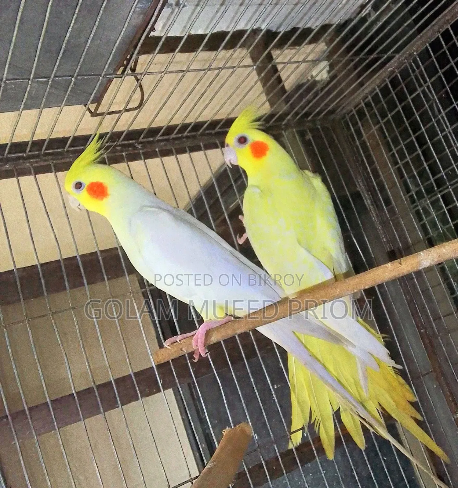 Lutino Cockatiel Pair