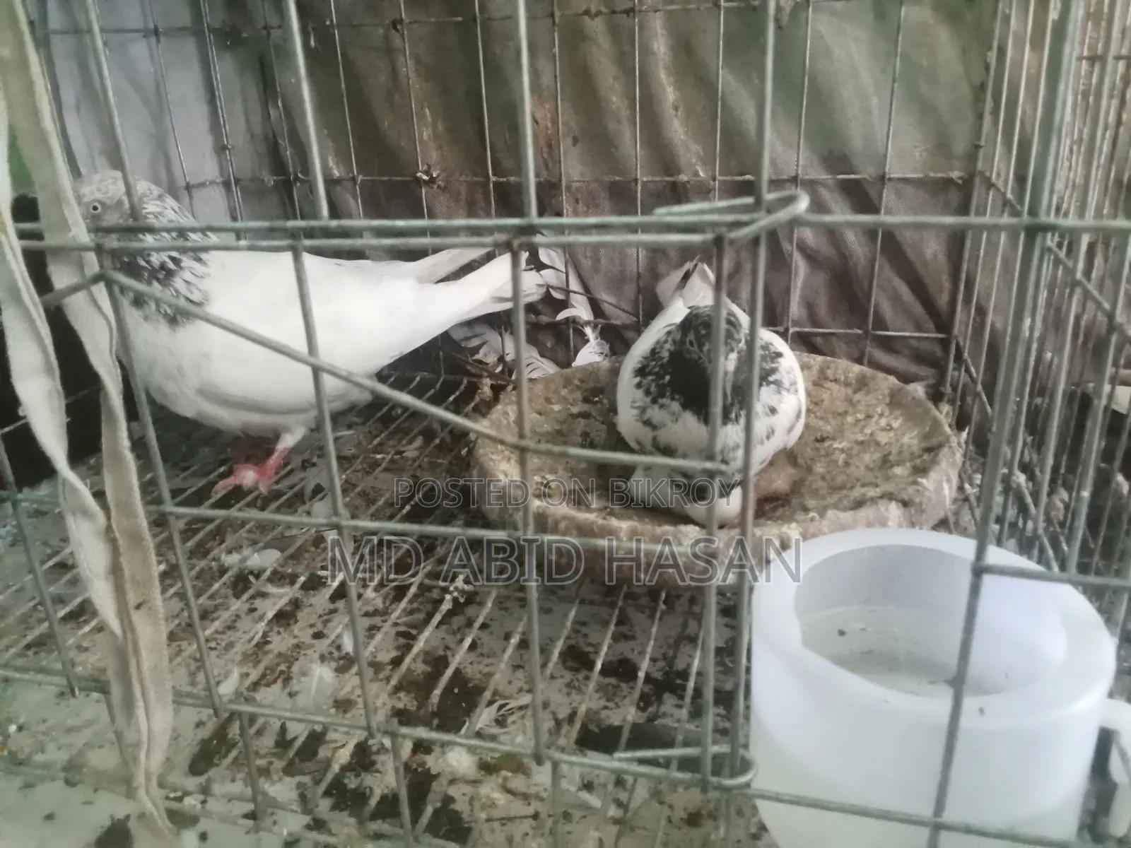 Pigeon Sale Post