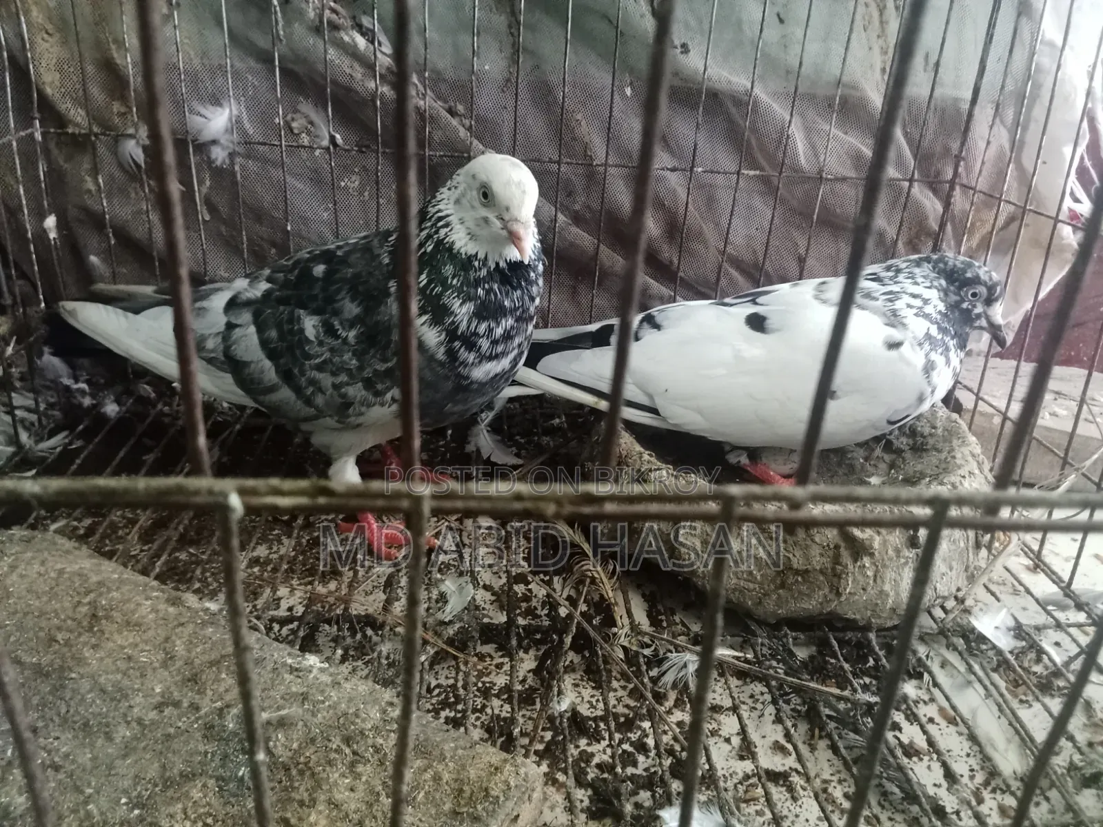 Pigeon Sale Post