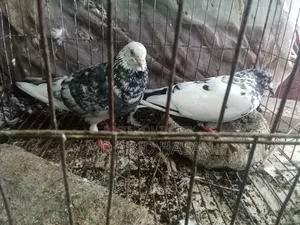Pigeon Sale Post