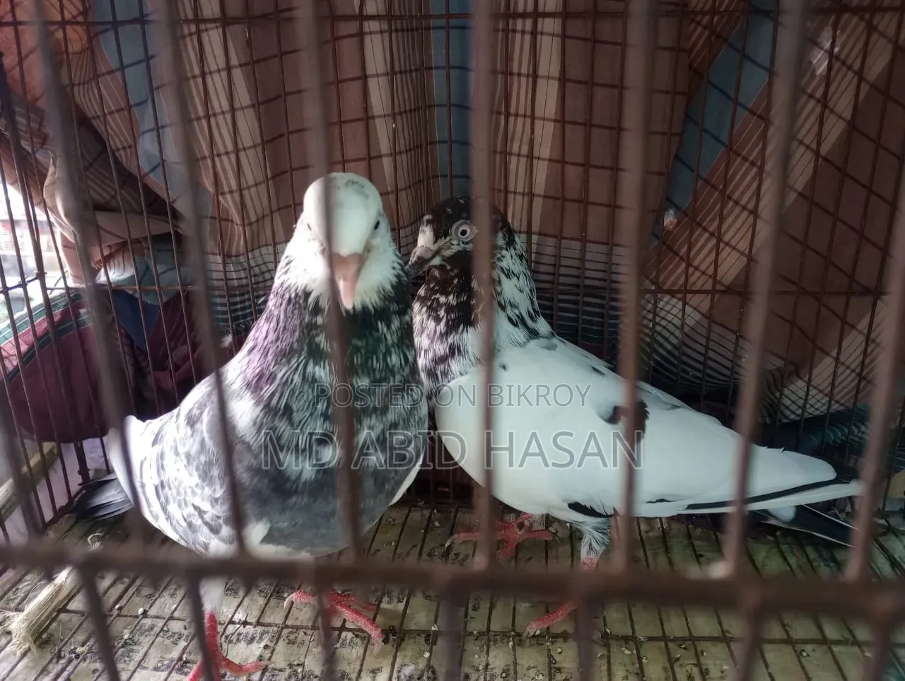 Pigeon Sale Post