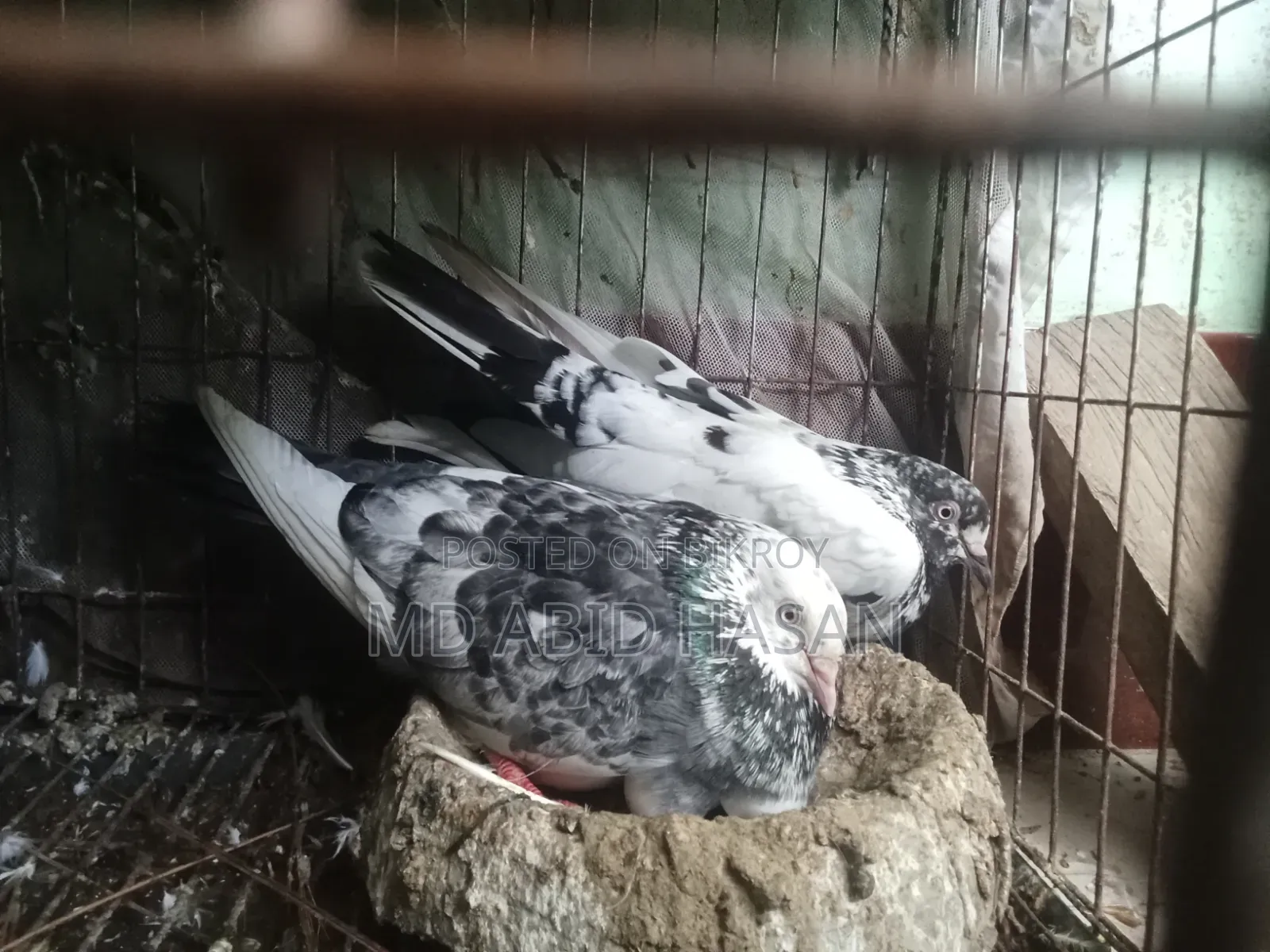 Pigeon Sale Post