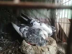 Pigeon Sale Post