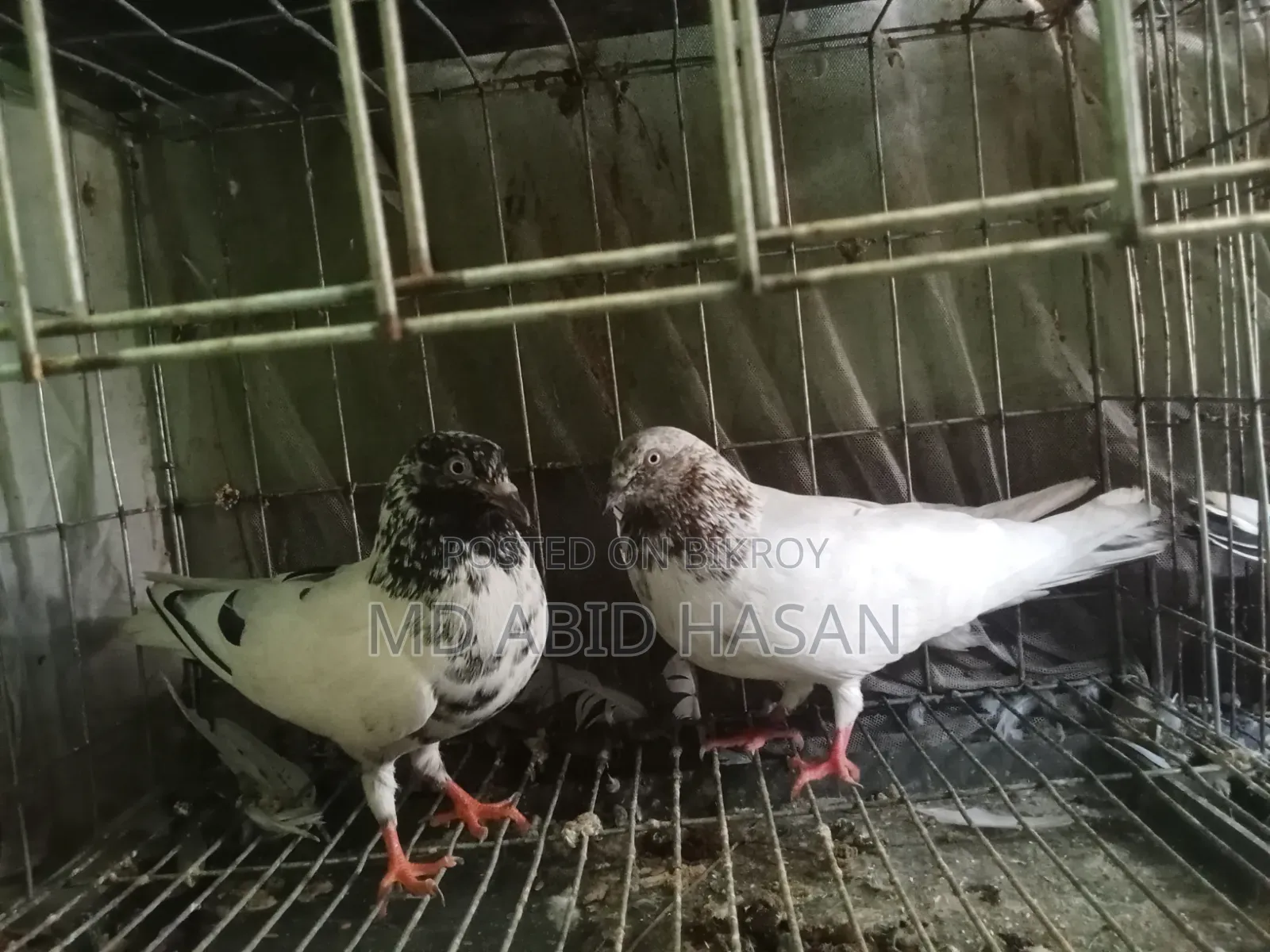 Pigeon Sale Post