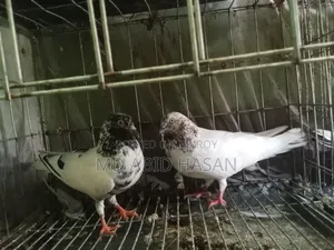 Pigeon Sale Post