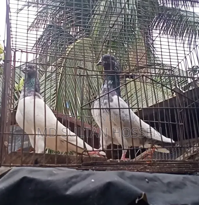 নেপালি কবুতর